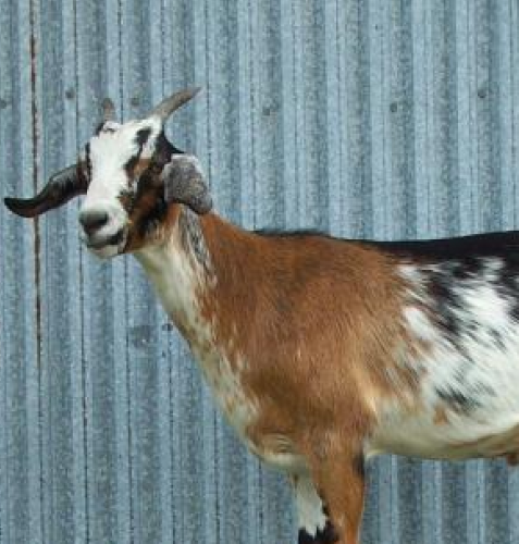 Cuzco the Goat