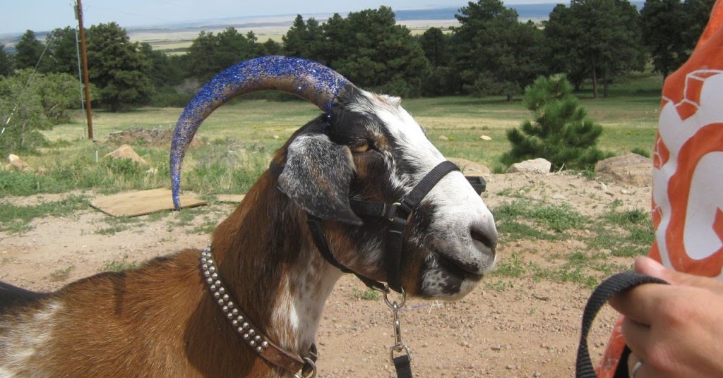 Cuzco with a glitter horn